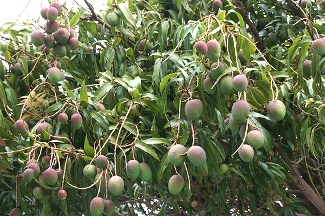 mango trees