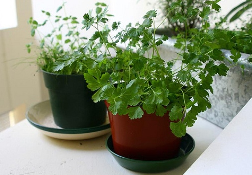 indoor herb pot