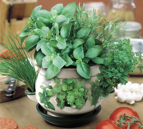 indoor herb pot