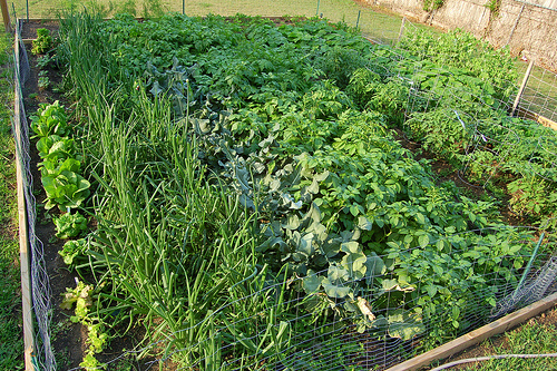 green house crops