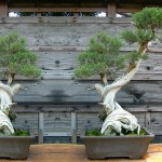 bonsai plants 19