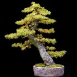 bonsai plants 21