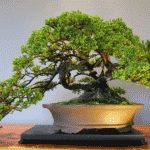 bonsai plants 23