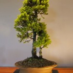 bonsai plants 28