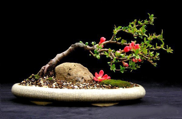 30-Awe-Inspiring-Outdoor-Bonsai-Plants