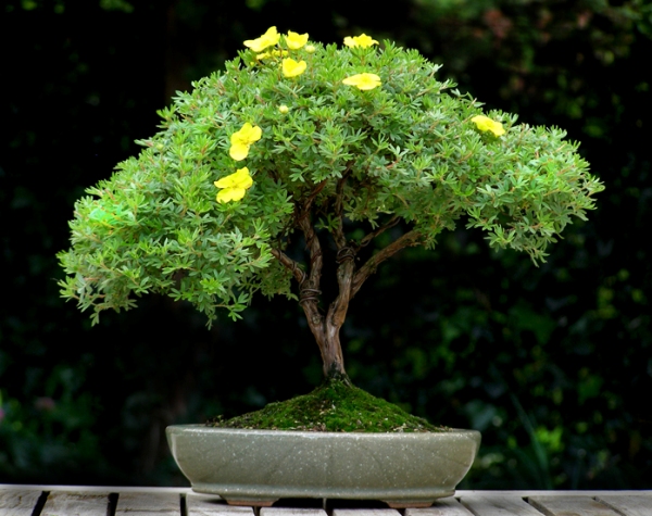 30-Awe-Inspiring-Outdoor-Bonsai-Plants