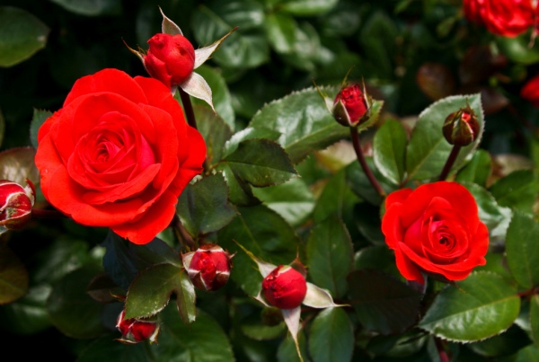 35 Breathtaking Rose Pics