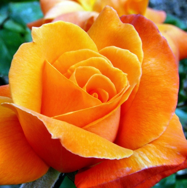 35 Breathtaking Rose Pics