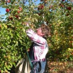 fruit harvesting 1
