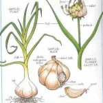 planting fall garlic 1