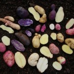 potato seeds