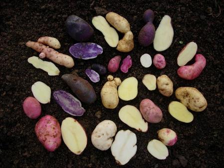 potato varieties