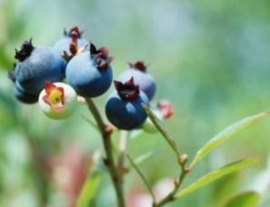 Home Grown Blueberries