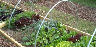 vegetables that need shady space for healthy growth