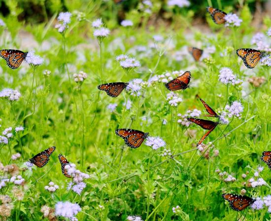 how to go ahead with Butterfly gardening