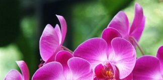 orchid care mistakes that you can avoid