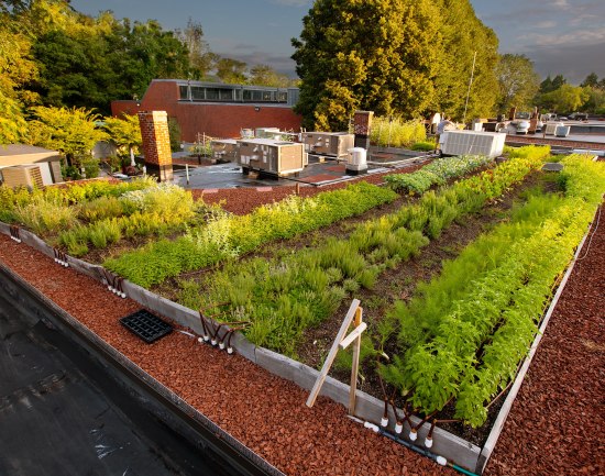 roof top vegetable garden