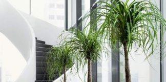 take care of indoor plants when you are away on vacation