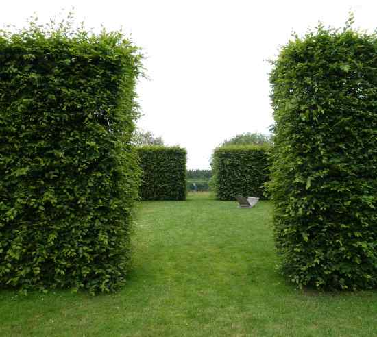 ways to take care of your garden hedges