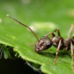 5 Ways Deal with Ants in your Vegetable Garden