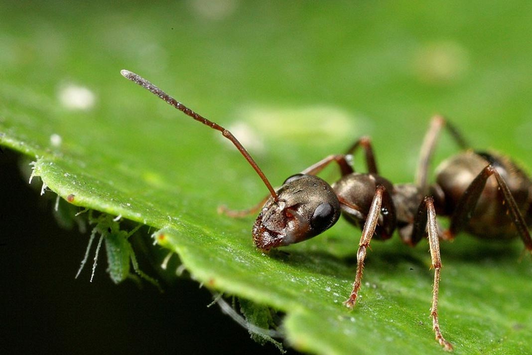 ways deal with ants in your vegetable garden