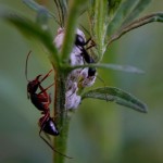 ways deal with ants in your vegetable garden