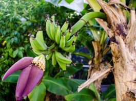 effective ways and tips to grow bananas