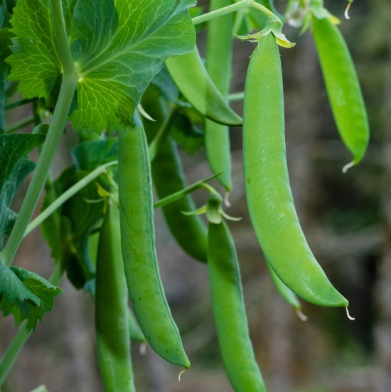 effective tips for growing peas