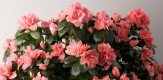 tips for growing indoor azaleas