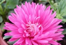 aster flower growing tips and techniques