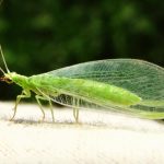 The Most Important Bugs for your Garden Area