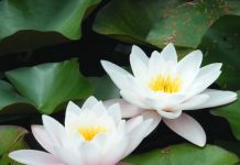 easy ways to grow lotus flowers in your garden area