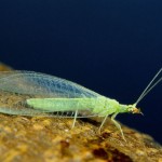 lacewings