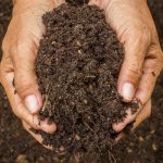 How to Sterilize the Garden Soil