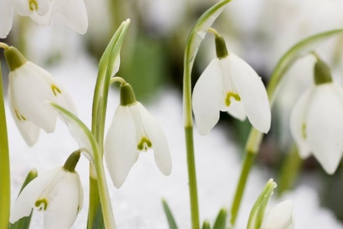 Six plants that are best to grow in winters