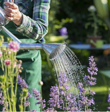 Five things not to do in your garden during a heat wave