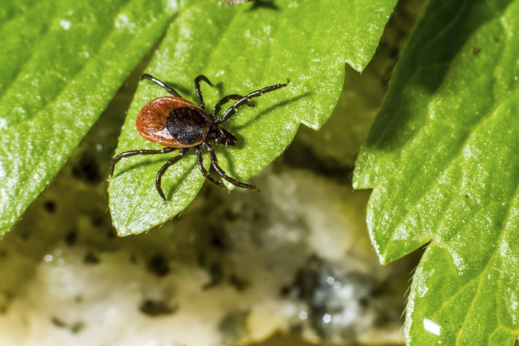 6 Natural ways to Ward Off Ticks from your Garden