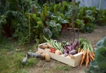 Love Kitchen Garden? Learn to Maintain It!