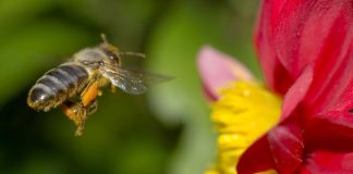 5 Ways to Attract Bees to Your Garden
