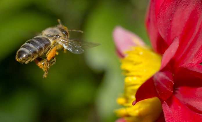 5 Ways to Attract Bees to Your Garden