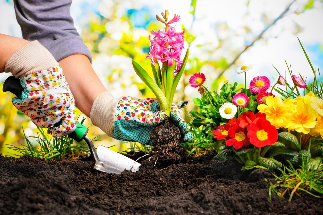 How to Choose the Perfect Soil for Your Plant