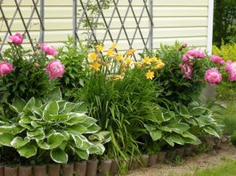 Plants That Stay Intact All Through The Year