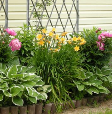 Plants That Stay Intact All Through The Year