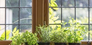 6 Things You Must Know if you Love Indoor Gardening