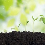Nine Essential Factors To Determine Your Soil Type!