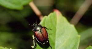 Beetle Invasion