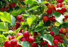 Best Fruit Trees To Grow In A Small Garden