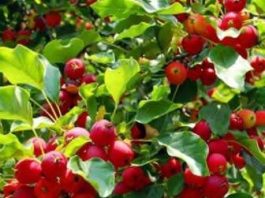 Best Fruit Trees To Grow In A Small Garden