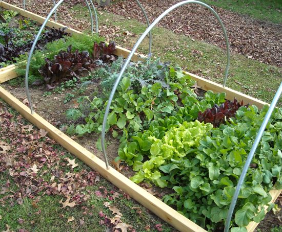 vegetables that need shady space for healthy growth