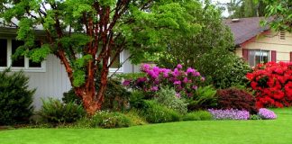 suggestions for drought survival of your garden